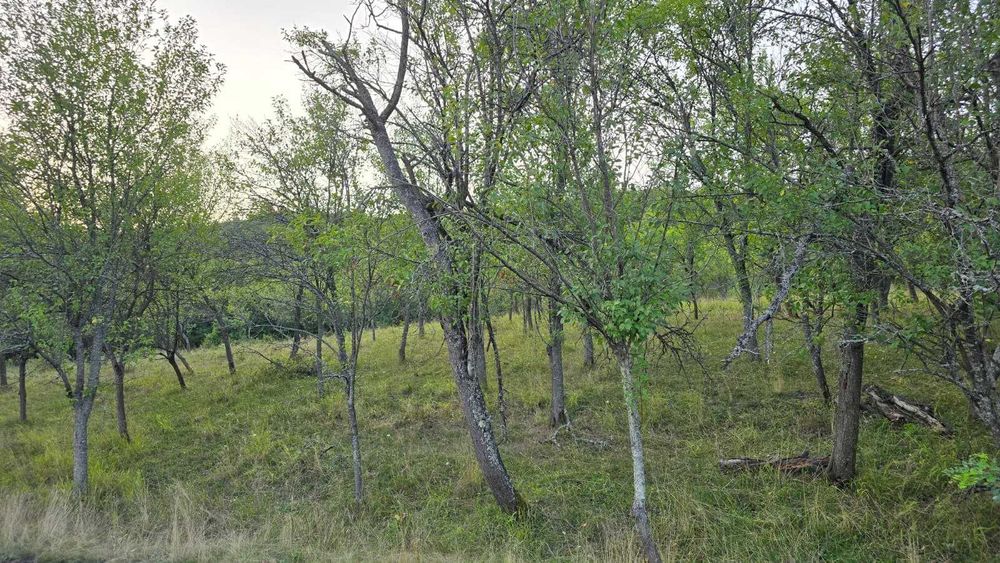 Vand teren in loc. Ulies, com. Gurasada, jud. Hunedoara