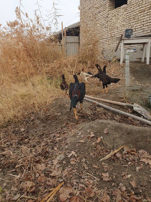 Продам кур..Дакан товук,ва хуроз..!