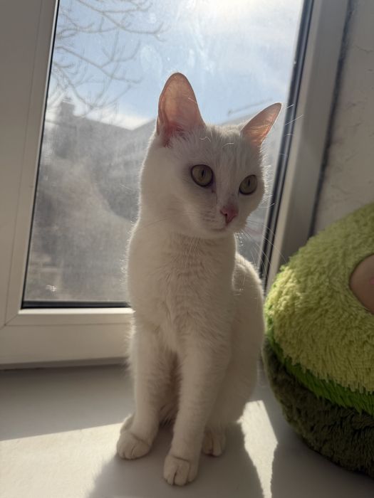 Кошка турецкая ангора метис
