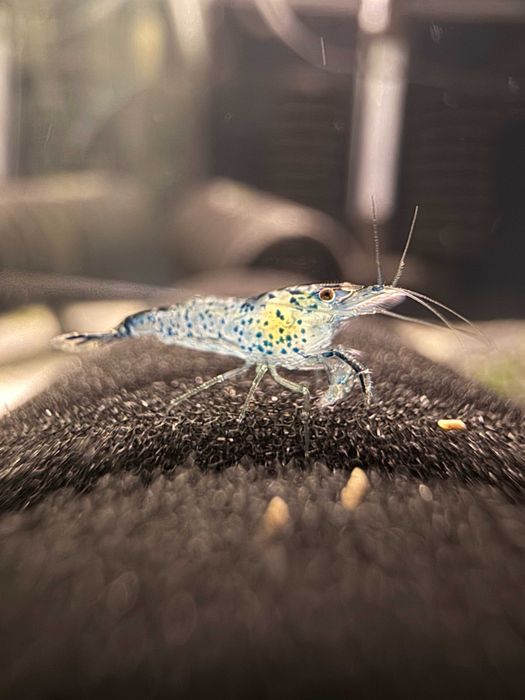 Скариди Caridina и Neocaridina, ендлери и култури с жива храна