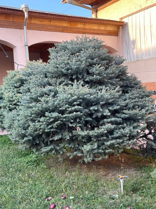 Seribriska archa