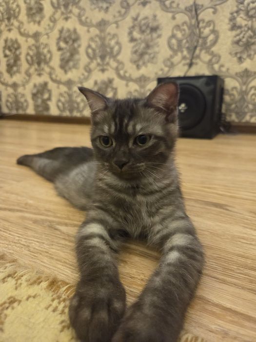Отдам котят в хорошие руки