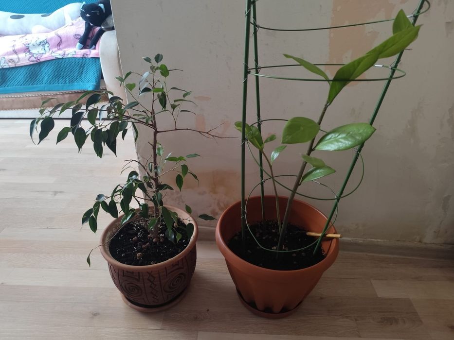 Срочно продам цветы