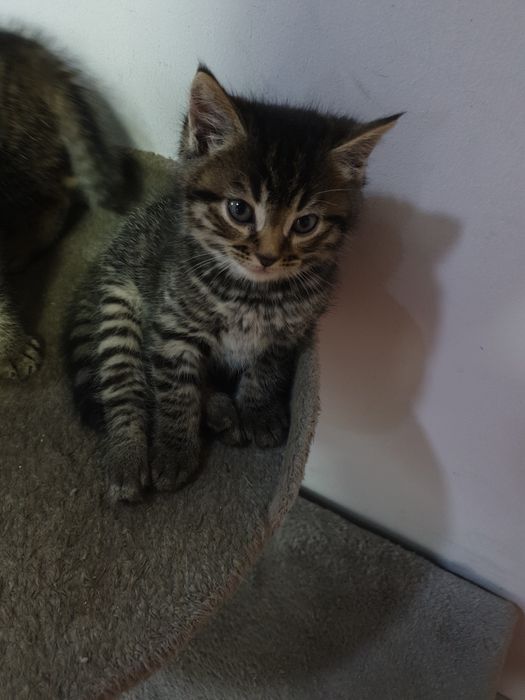 Отдам кошку с котятами
