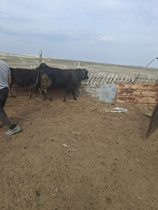 Бык ангус в мае будет 2 года