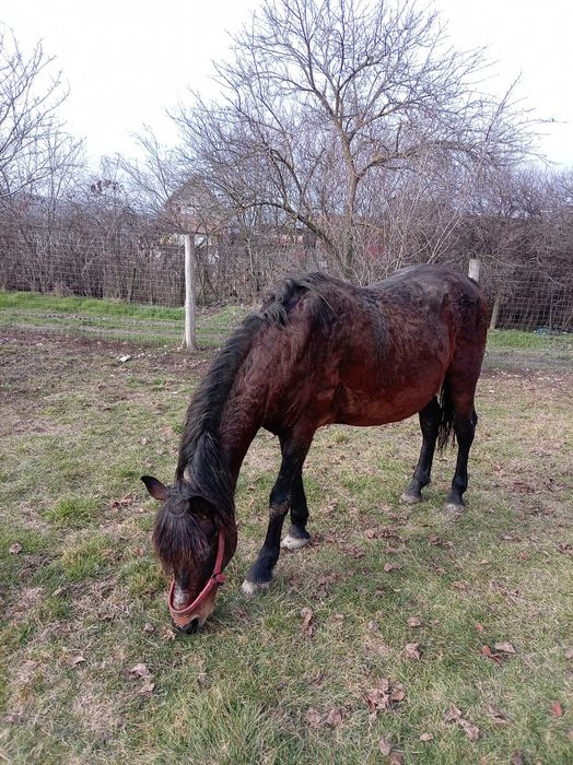 Vand armasar de 7 ani