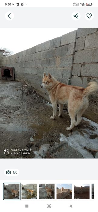 Хаски 1,5 айлык кушиктери