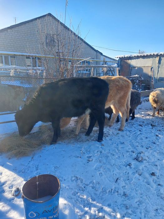 Қашар сатылады 2 бас