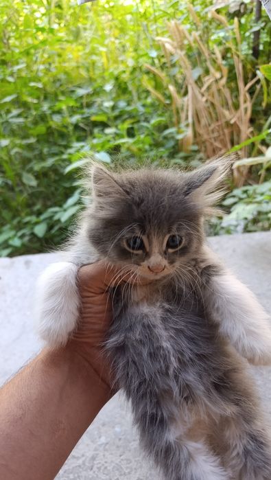 Парадные домашние котята