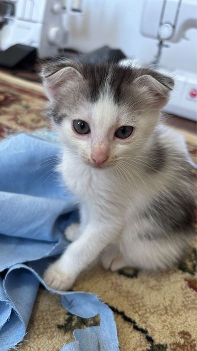 Продам двух котят скоттиш-фолд
