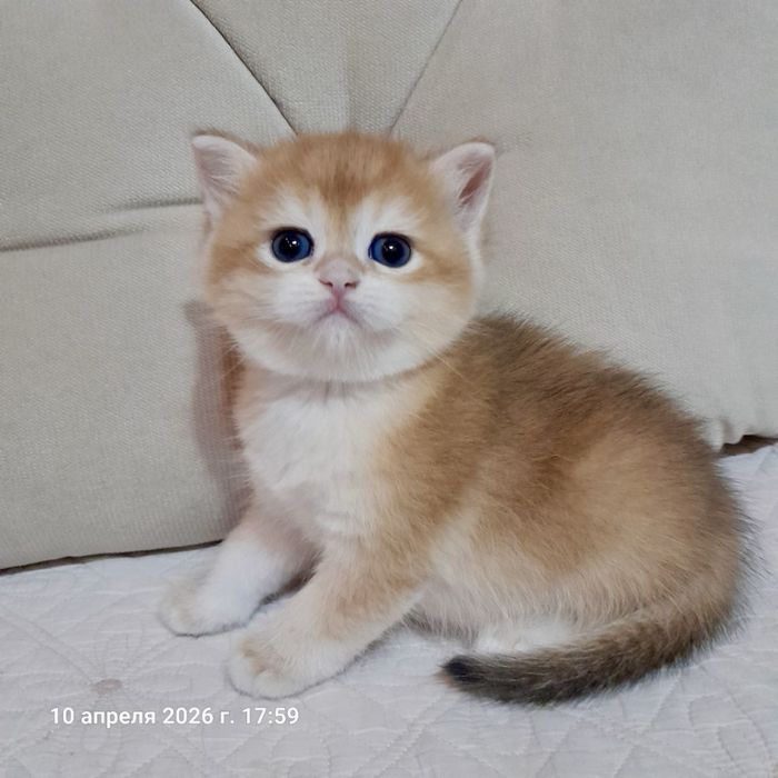 Продается чистокровная британка девочка ny12 золотая шиншилла