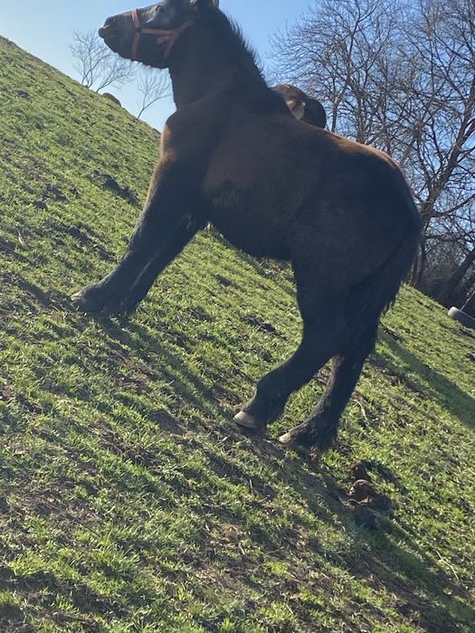 Vand manz de 6 luni semigreuu .