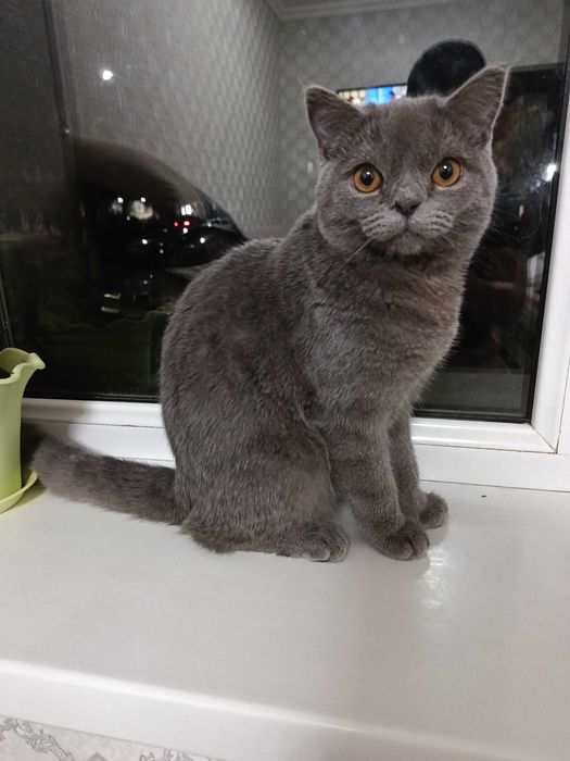 Шикарный Скотиш СТРАЙТ ждёт девочку на вязку ,хорошие гены