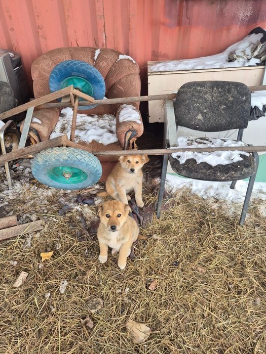 Пришли сами 4 щенка, отдаем