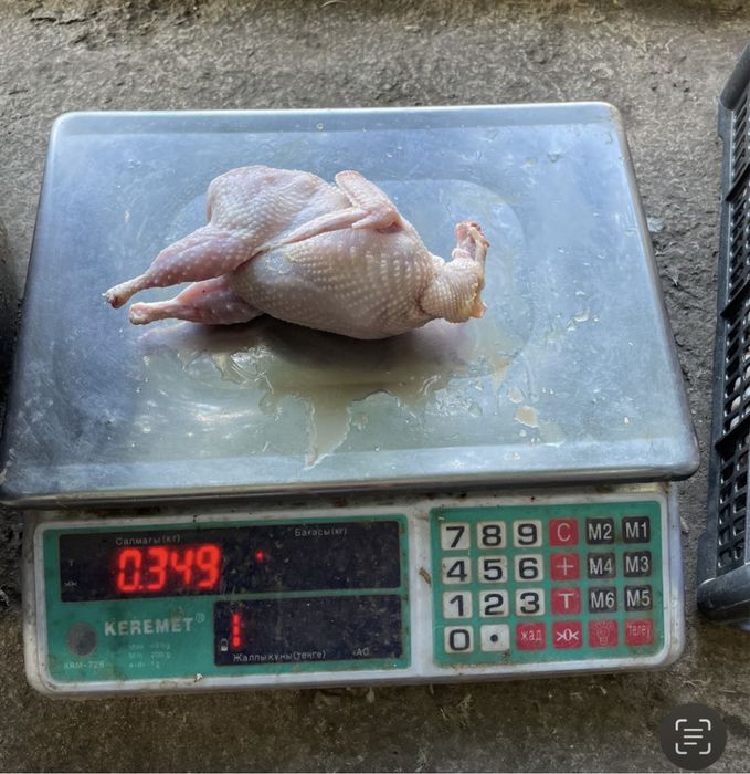 Перепелиное мясо, 100% халал