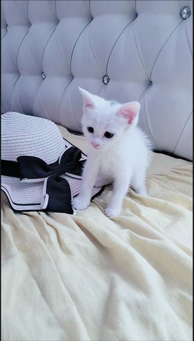 Белые пуШистые коТята