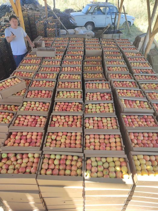 Сухофрукты яблоко, 1-й, 2-ой сорт