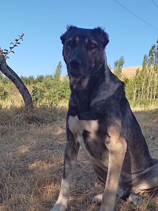 Кангал+алабай чатишган