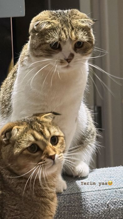 Очаровательная [Порода/вислоухая] ищет любящую семью!