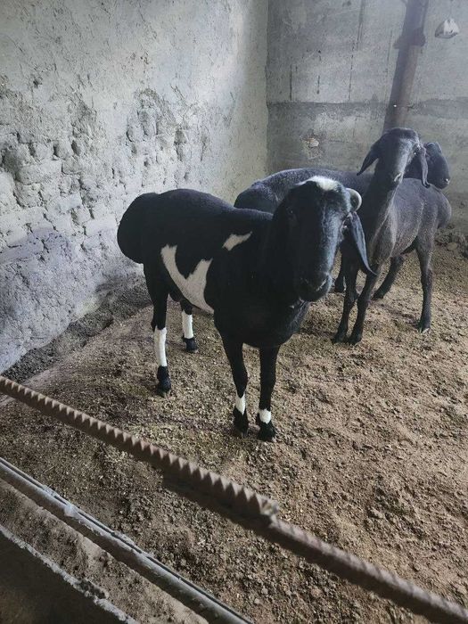 Qo'ylar 75 ming kilo