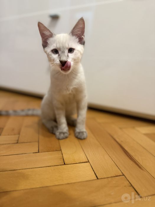 Котенок в хорошие руки бесплатно