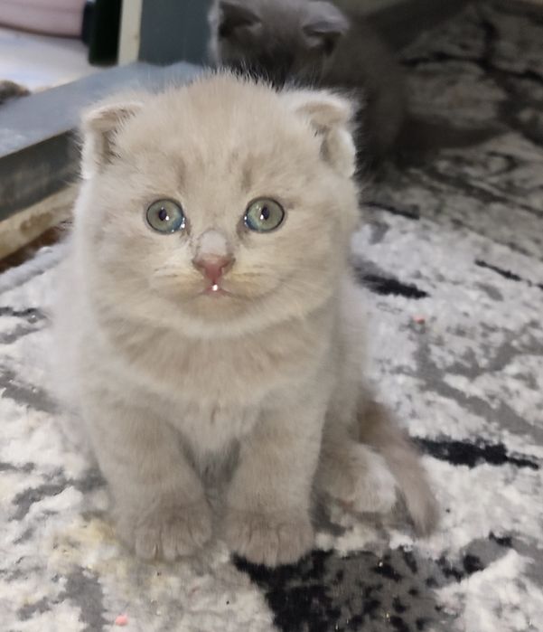 Продаются котята