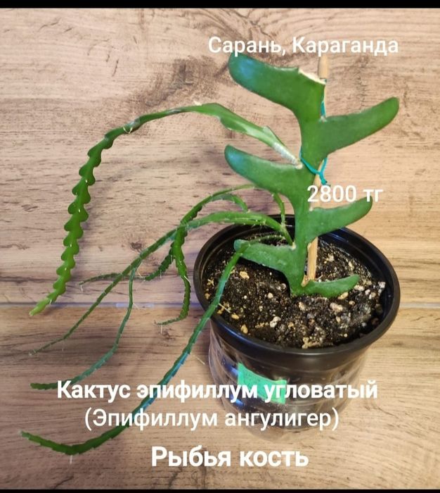 Суккуленты, кактусы,алоэ
