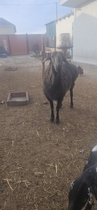 Кошкар семіз сатылады