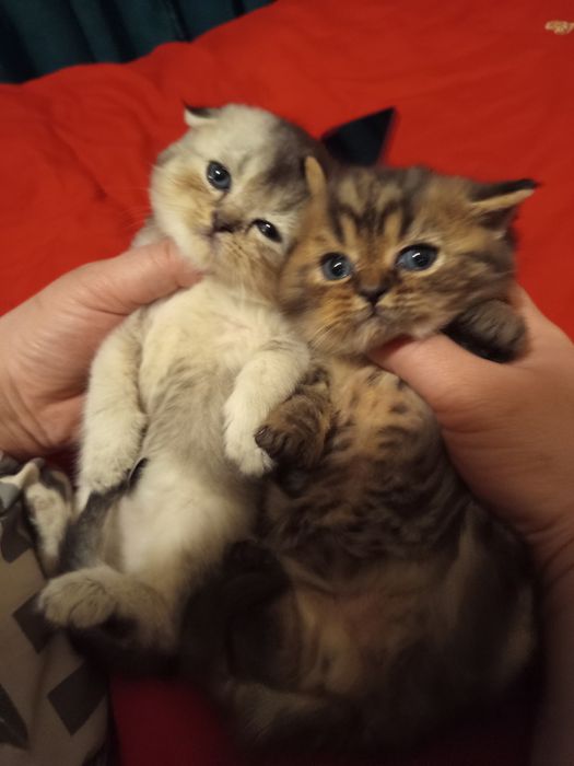 Продаётся котёнок скотиш фолд серебристый шиншилла