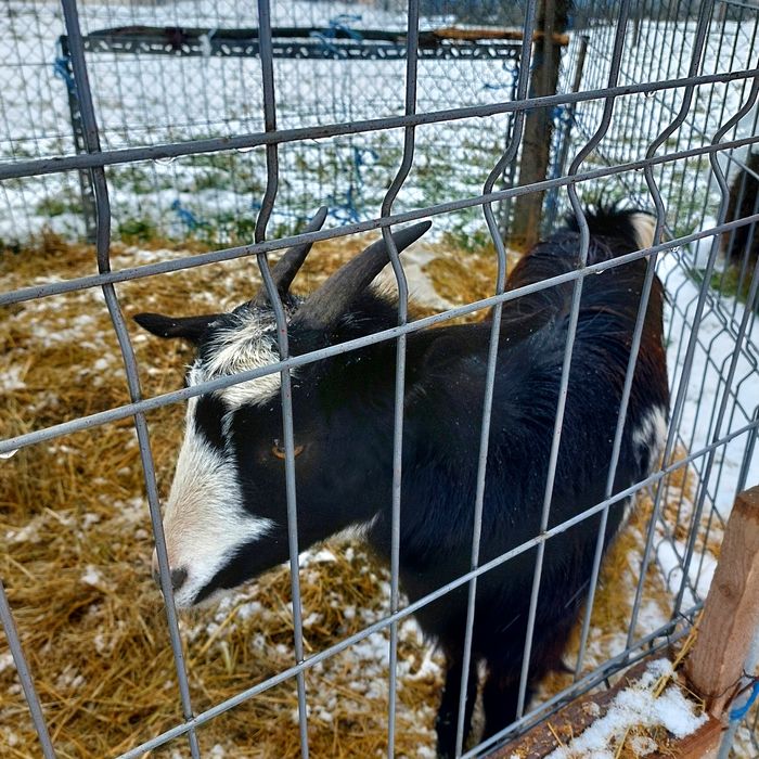 Vînd iadă prima  fătare