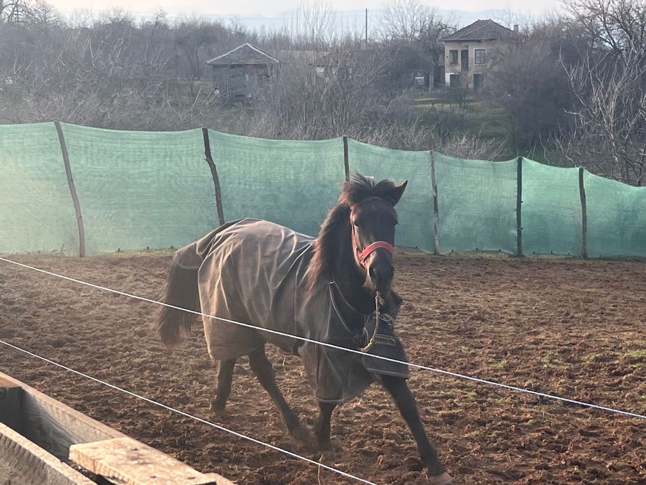 Каракачанска кобила.