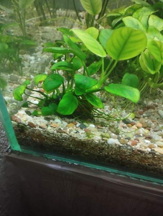 Анубислар сотилади