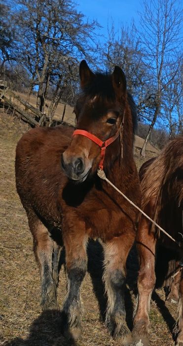 Vând mânz de 6 luni