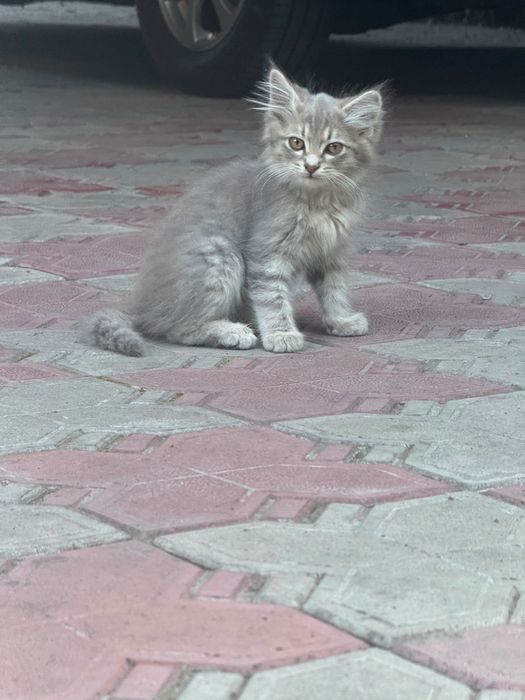 Милые котята в добрые руки