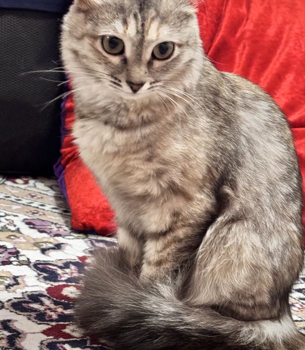 кошка 1 , 6 месяцев