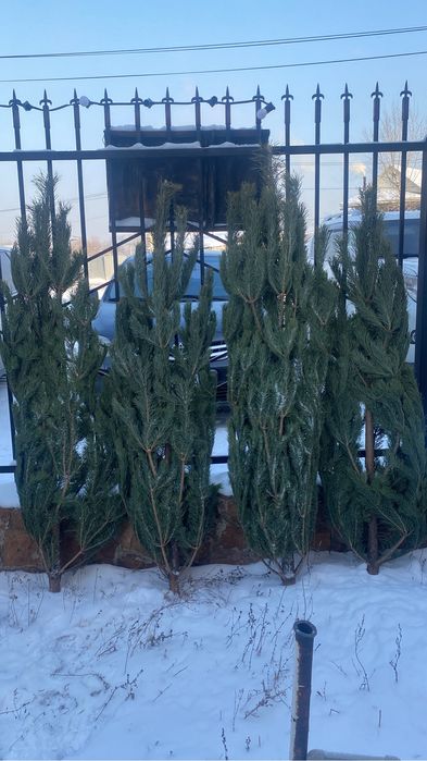 В продаже живые елочки