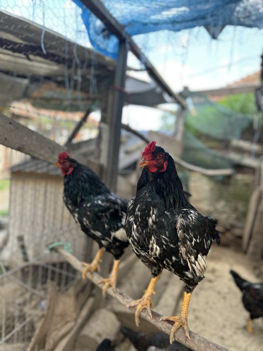 familie combatant indian3+1 .talie mare