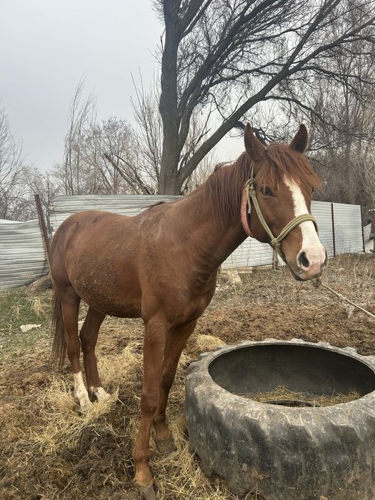 Араб пен Акалтеке шатыс