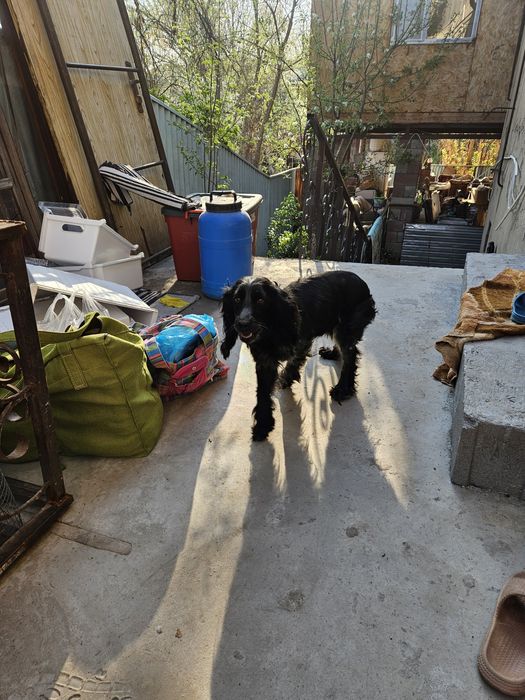 Найдена собака девочка