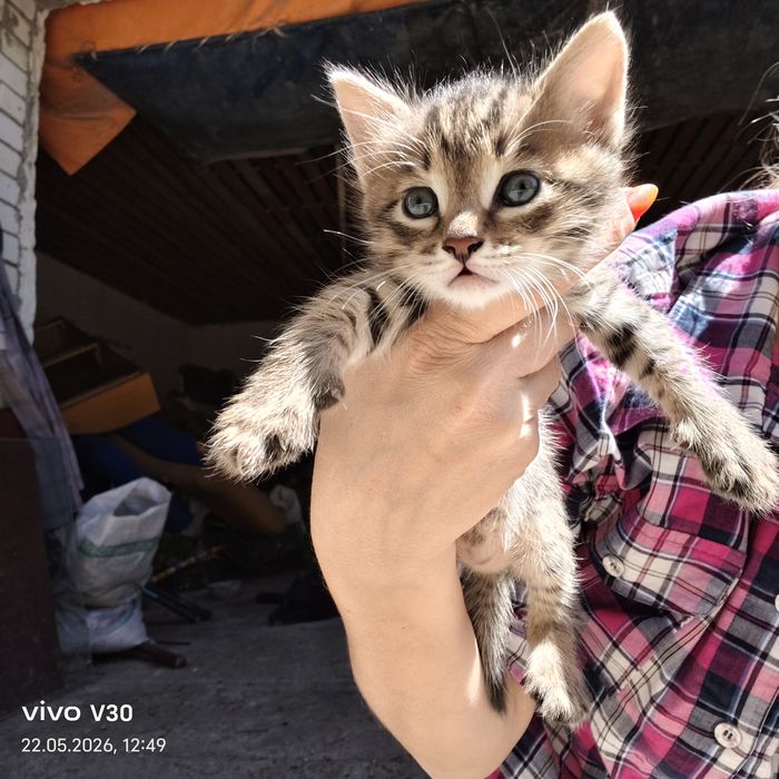 Котята даром, милые друзья