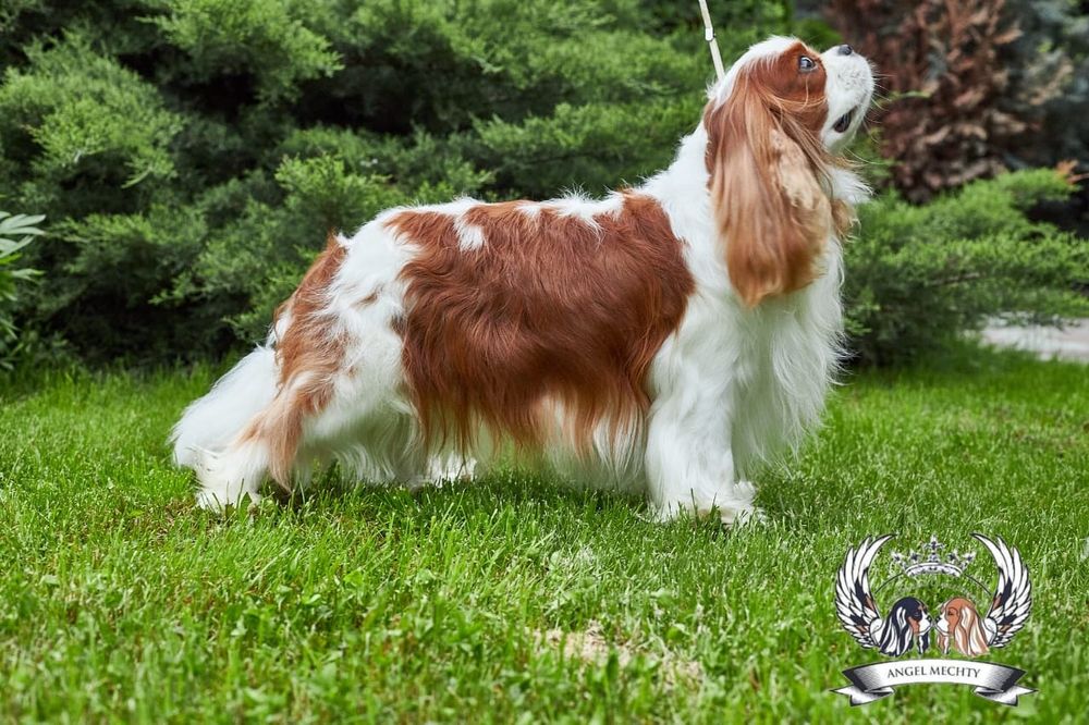 Кавалер Кинг Чарльз Спаниель