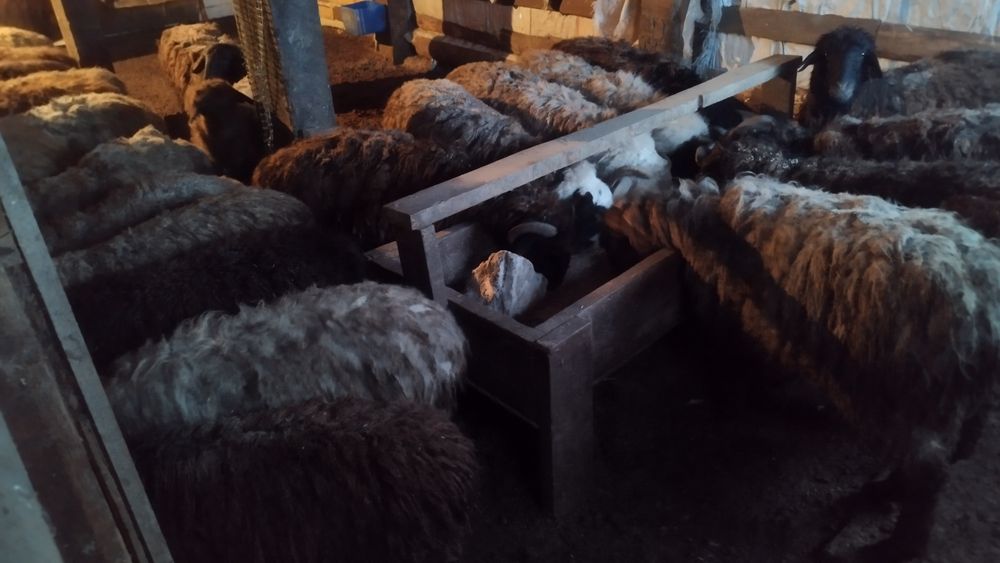 Жирные откормочные тохтышки!!