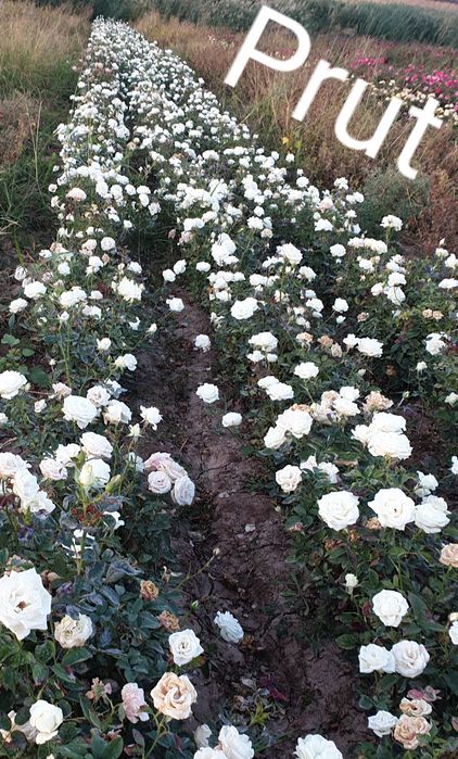 Atirgul kochat va kozlari