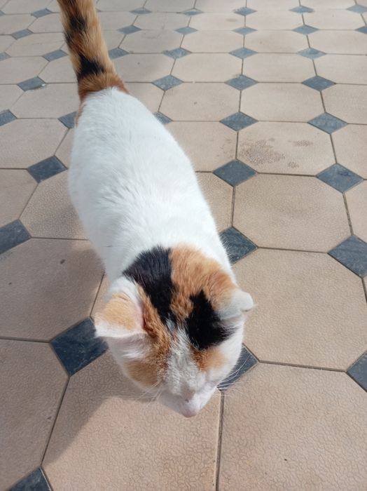 Uy mushugi qornida bolasi bor