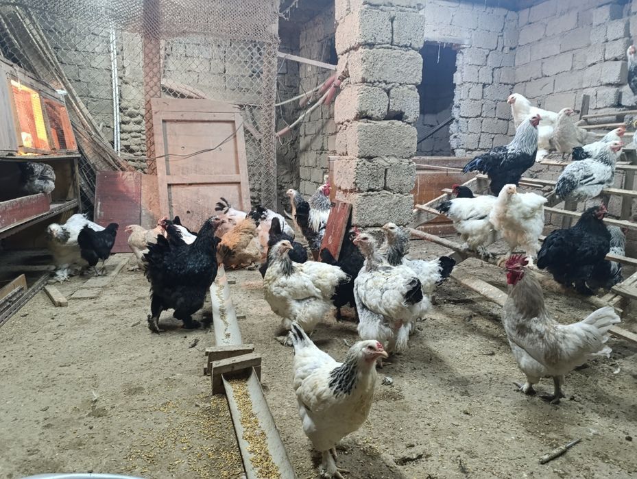Цыплята  брама  продаются