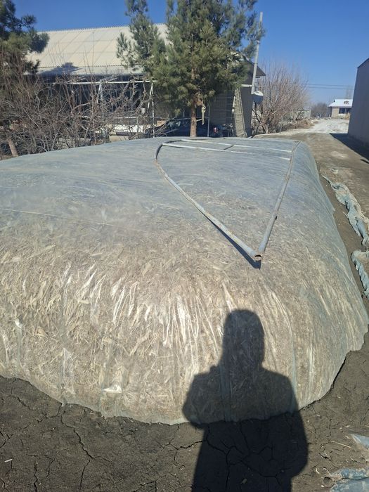 Makka silyos sotiladi