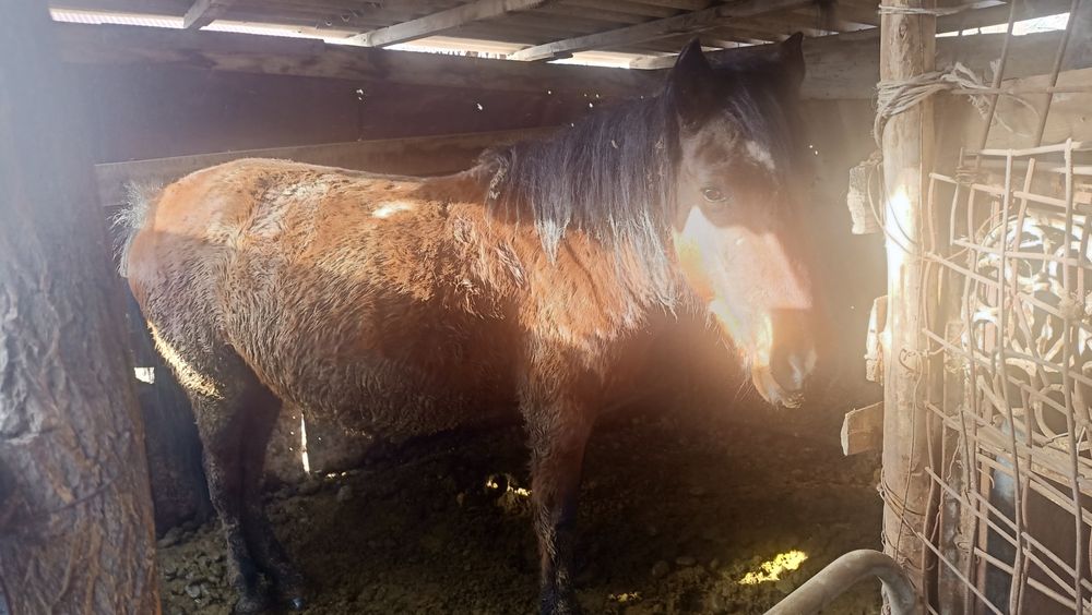 Жылқы, тоқты, бука