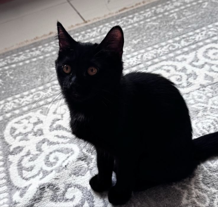 Отдам котенка в добрые руки