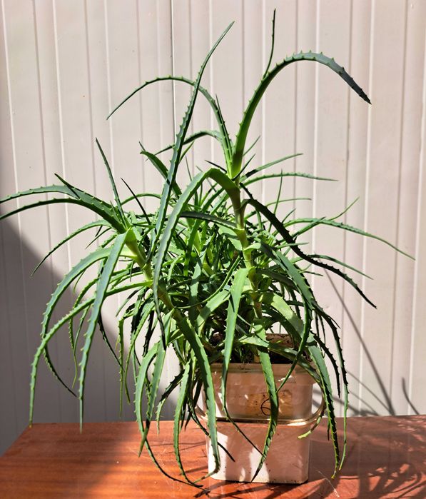 Продавам растение Алое (Aloe Аrborescens) в саксия