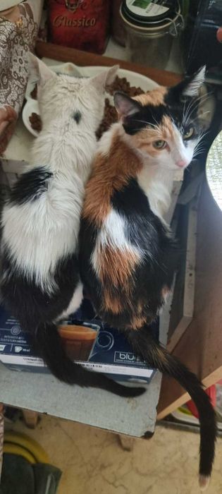 Малки котета 2 мес. гледани в дом